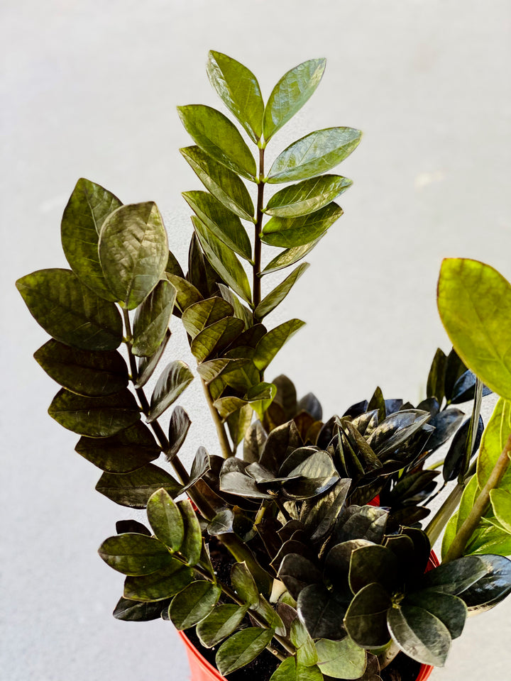 ZZ Plant