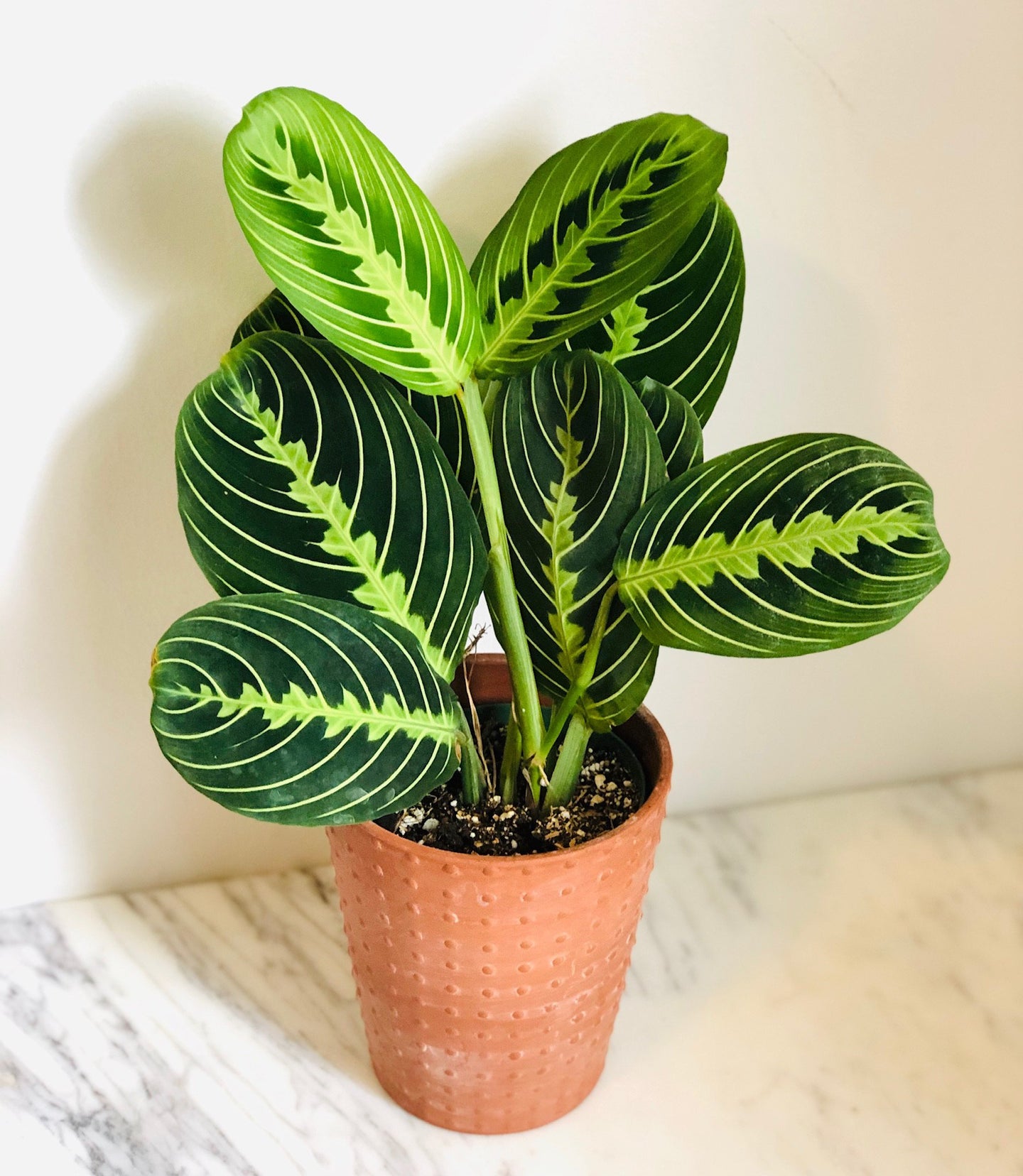 Lemon prayer plant, rare prayer plant, lemon lime prayer plant, lemon lime maranta, lemon prayer, rare prayer plant