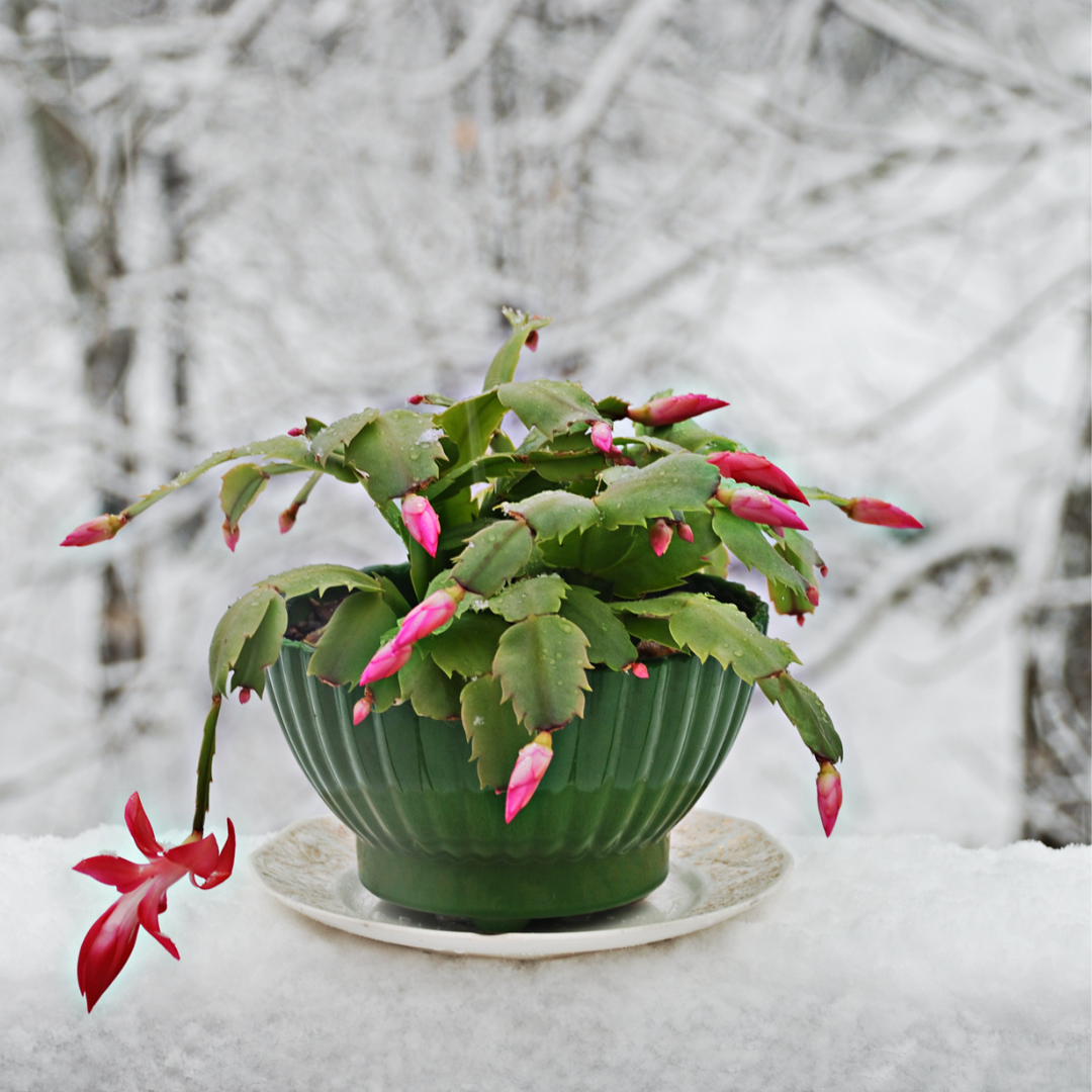 Holiday Plants