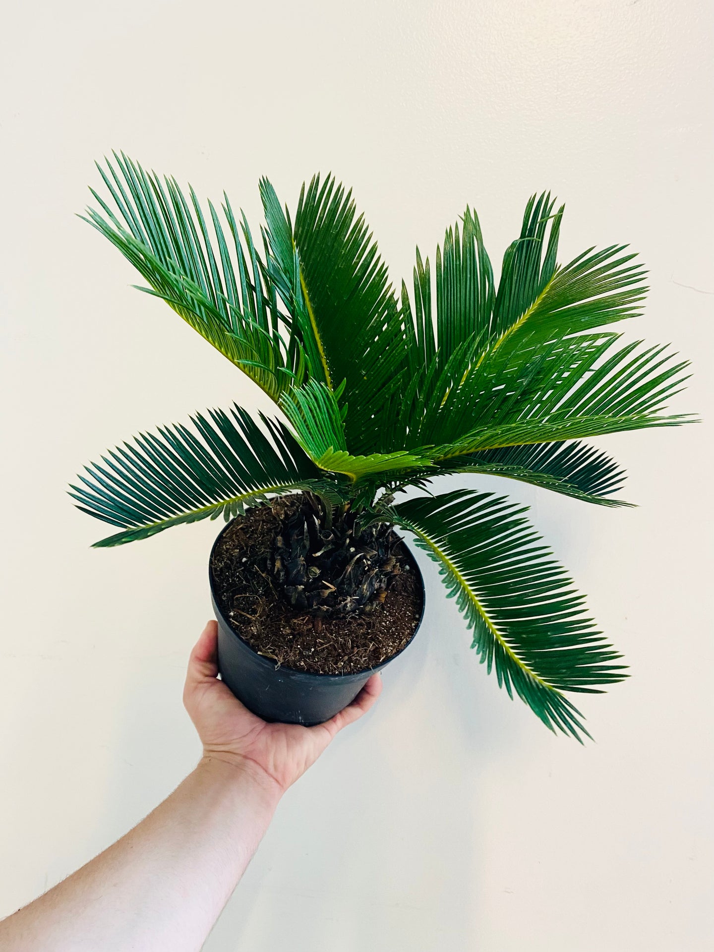 king sago palm, palm, easy plants, beginner plants, plants, live plants, 