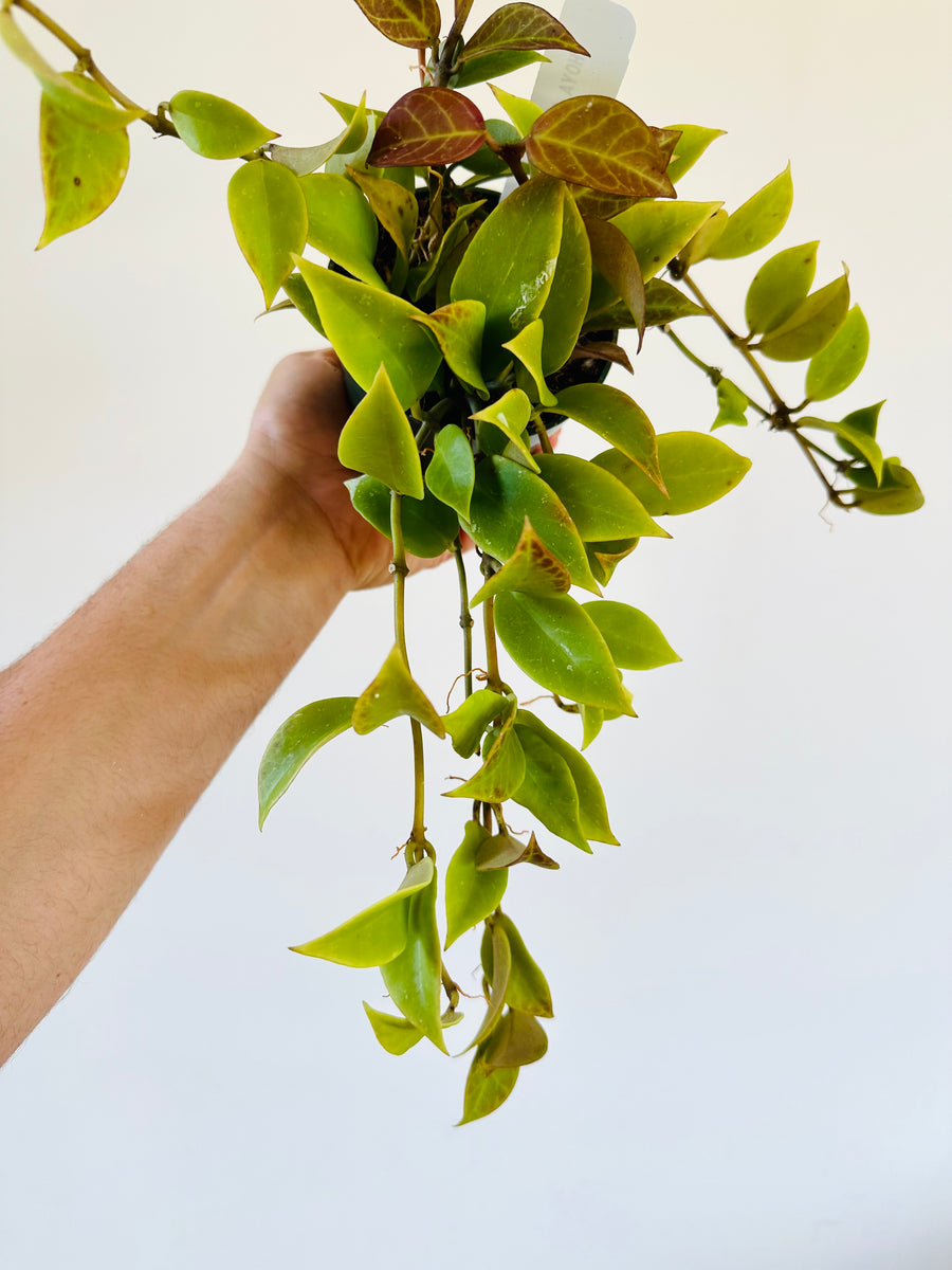 Hoya Sunrise - Beginning to Sunstress - 4