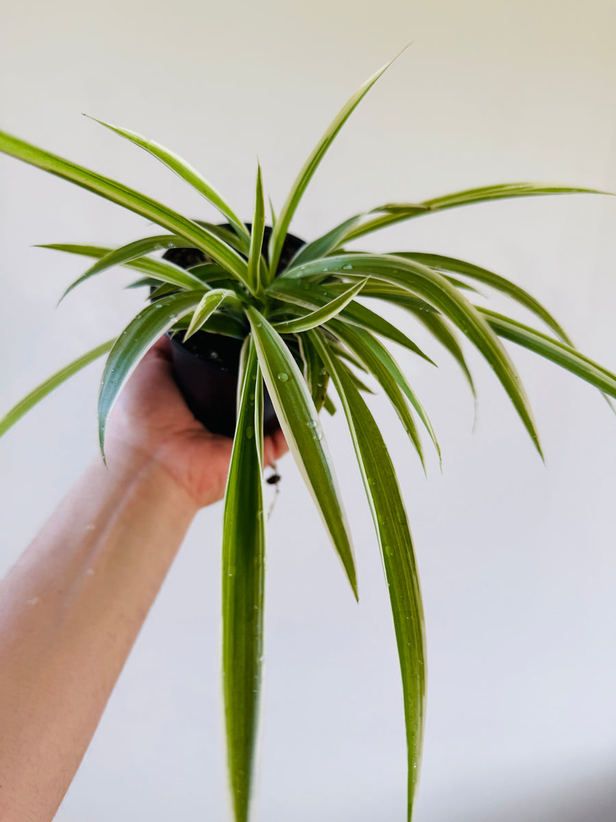 Spider Plant - Variegatum - 4