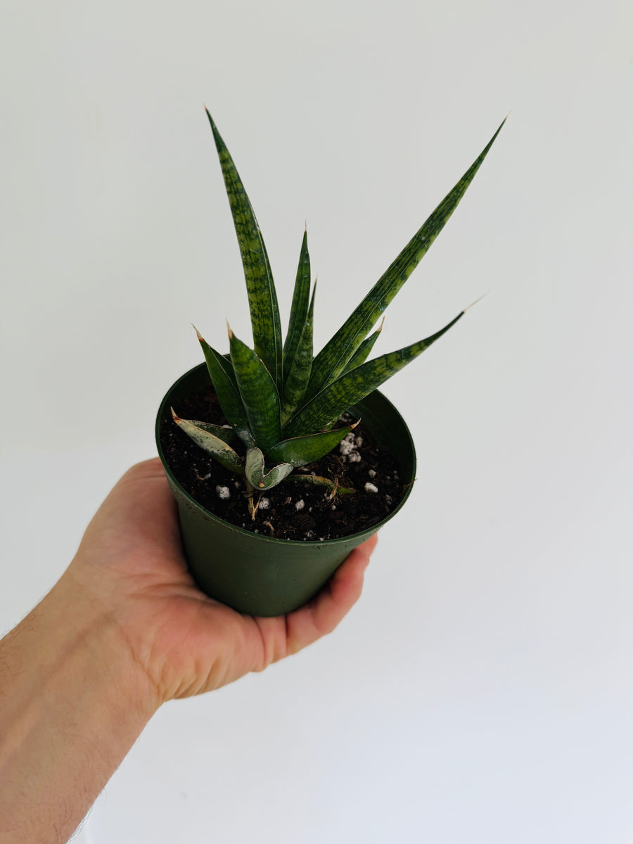Sansevieria Starshooter - 4
