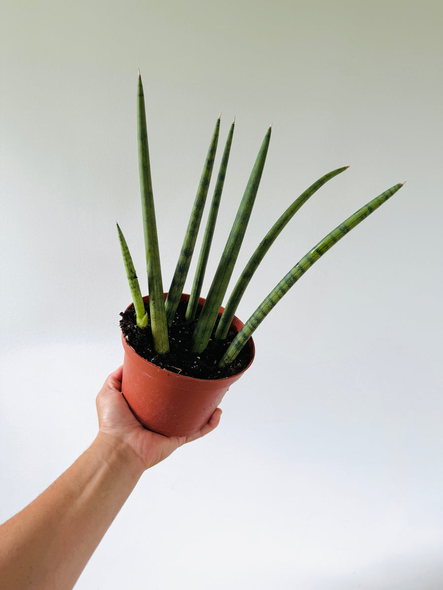 Bear Claw Sansevieria - Cylindrica Snake Plant - 6” Pot