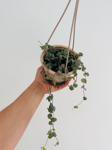 String of Hearts - Irish Green Glory - 4.5