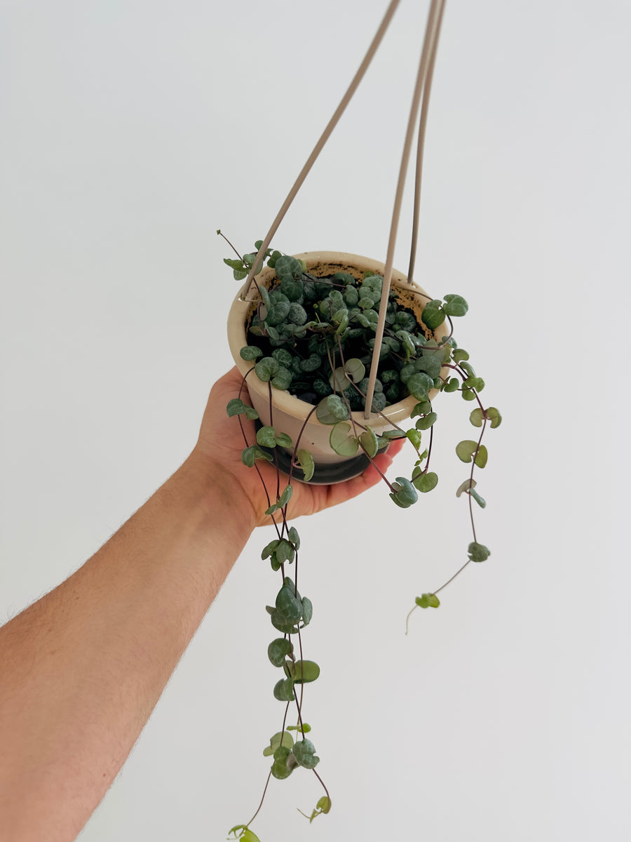 String of Hearts - Irish Green Glory - 4.5