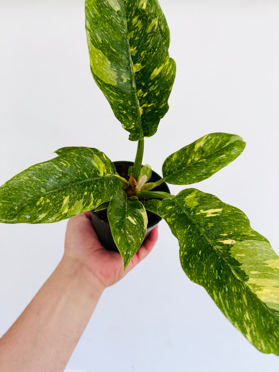 Philodendron Henderson’s Pride - 4” Pot