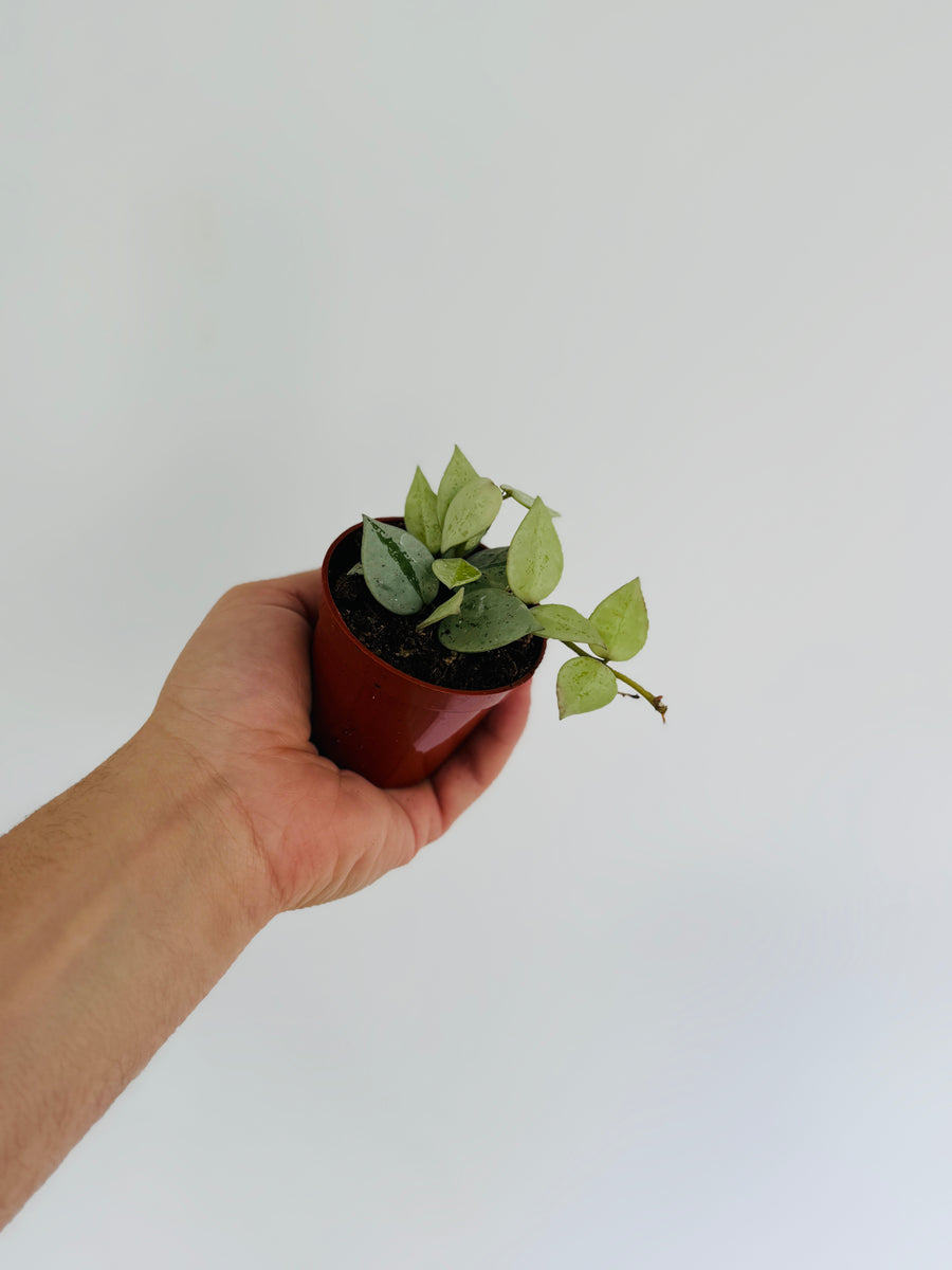 Hoya Krohniana ‘Arctic’- 3” Pot