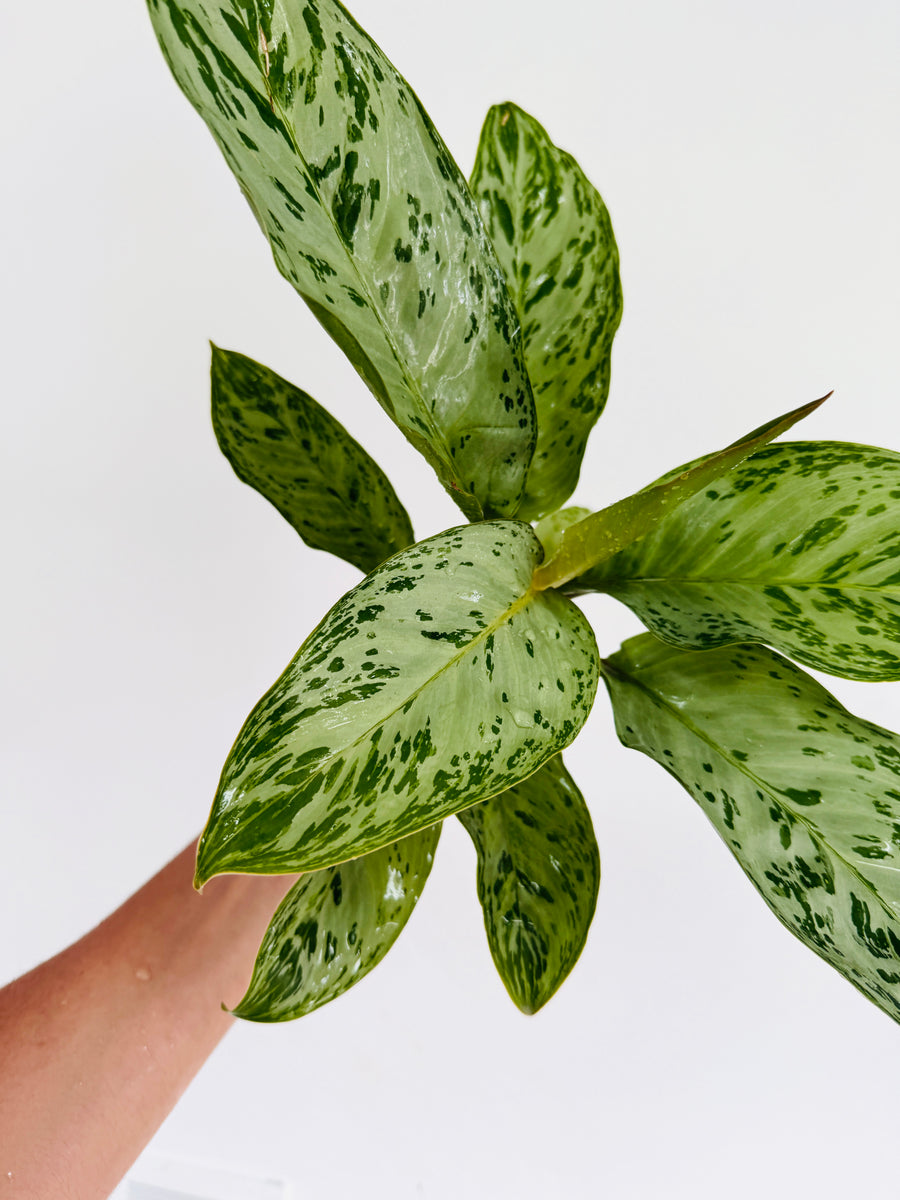 Aglaonema Donatello - 4