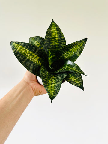 Sansevieria Siebert's Starburst - Trifasciata Snake Plant - 4