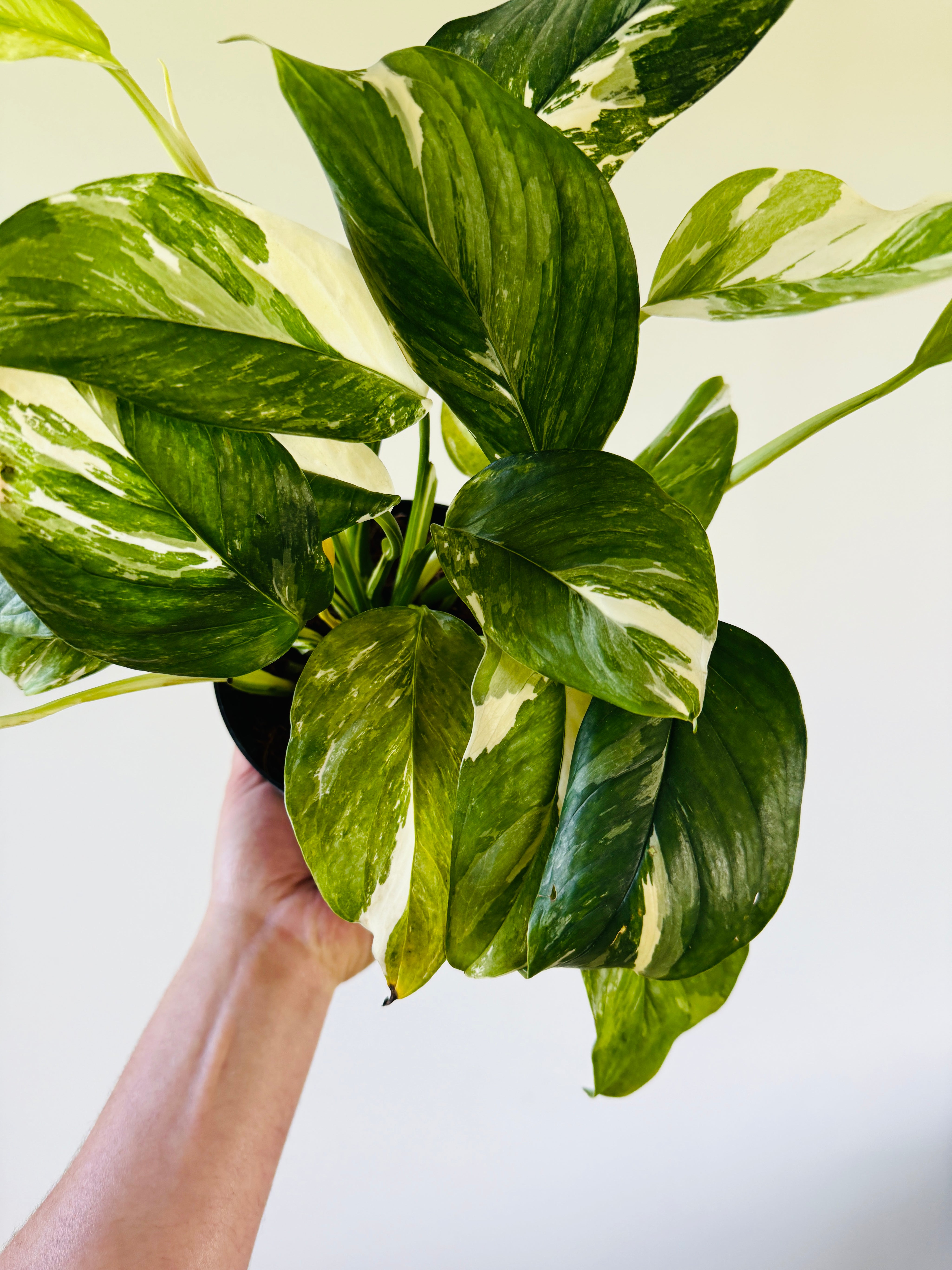 Monstera Lechleriana Variegated 6