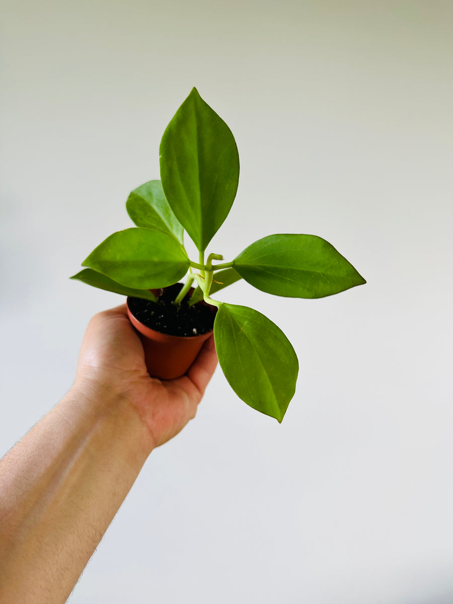 Hoya Pachyclada - Starter Hoya - 2