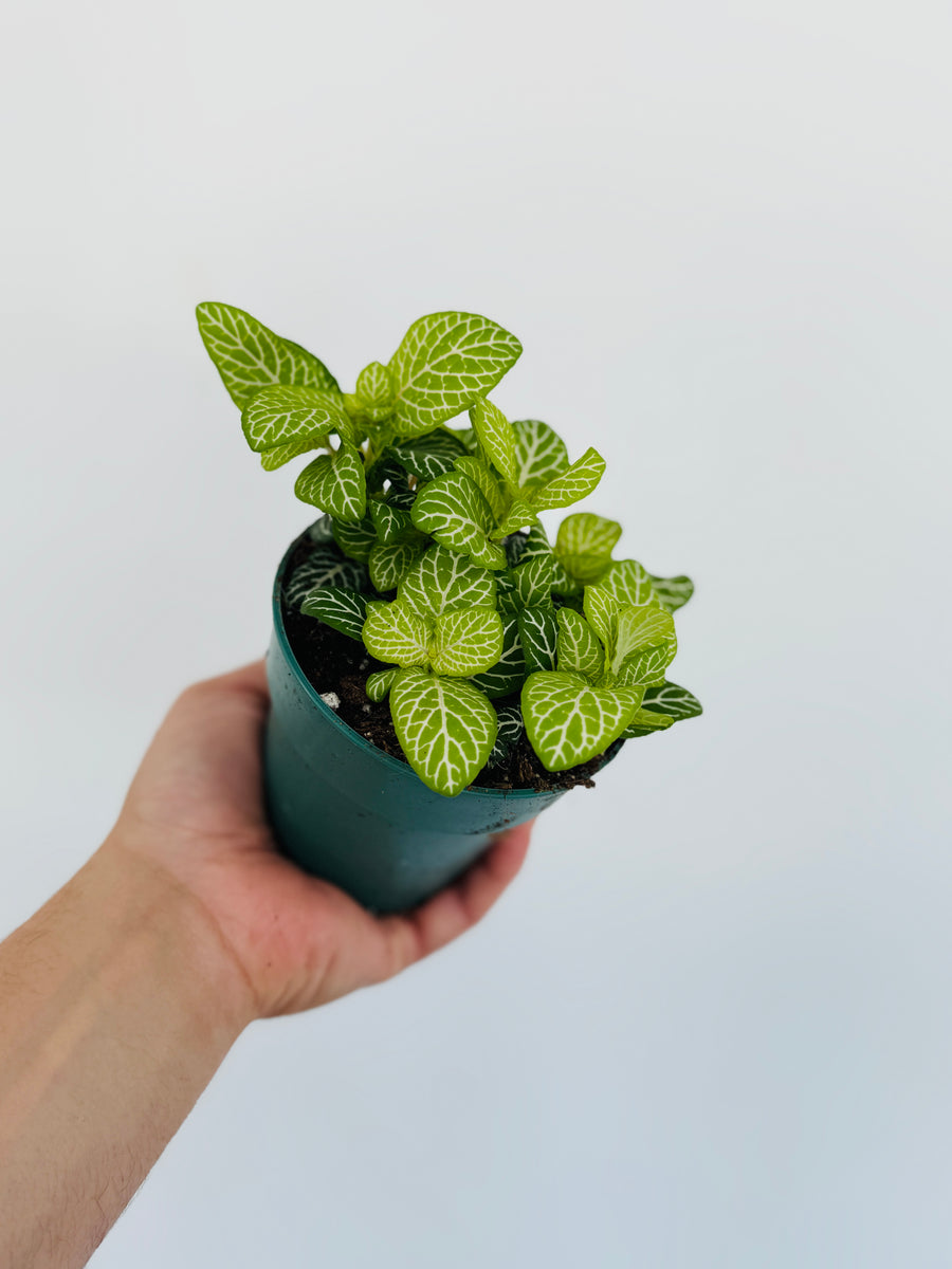 Fittonia Jolly Lemon - 4