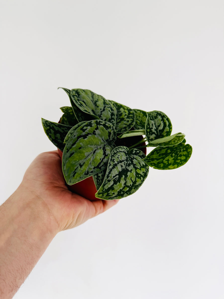 pothos dark form Scindapsus Tricolor 'Dark Form'- Rare Aroid
