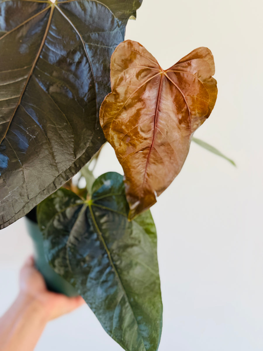 Anthurium Queen of Hearts - Very Large -  6