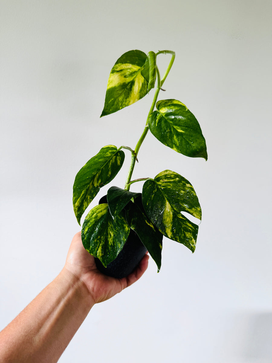 Epipremnum Pinnatum ‘Sunburst’ - 4