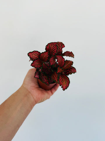 Fittonia Red Roses- 3” Pot