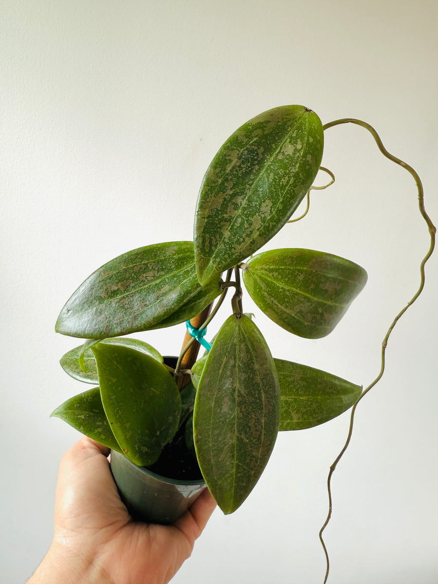 Hoya Wibergiae - Pink Splash Hoya- 4” Pot