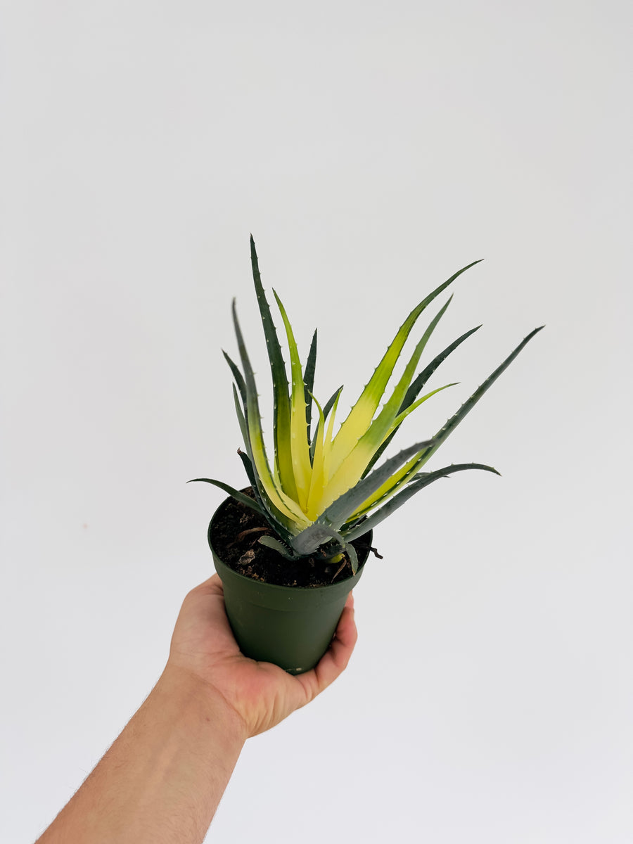 Aloe Solar Flare - New Cultivar - Variegated Aloe Plant  - 4