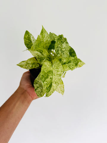 Alocasia Blizzard Albo - 4