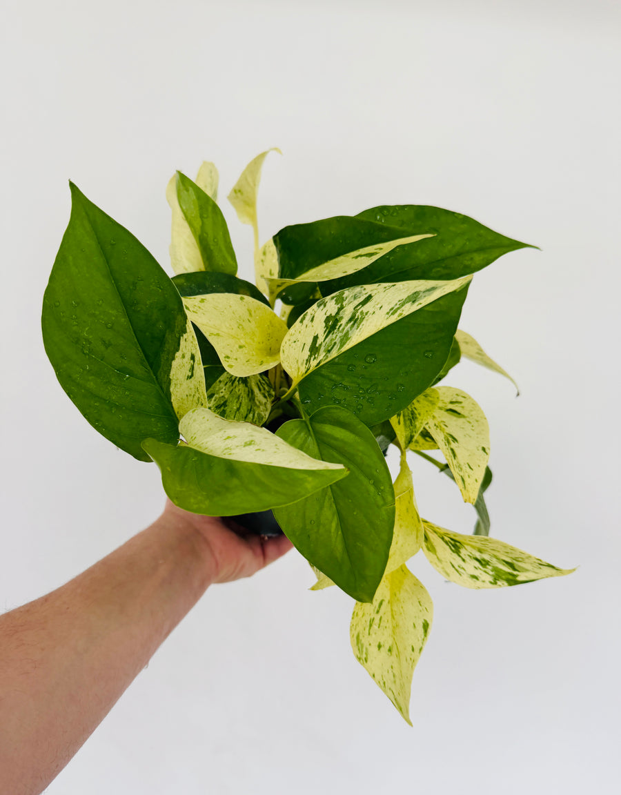 pothos epipremnum sp Epipremnum sp. Diamond – Brumley & Bloom