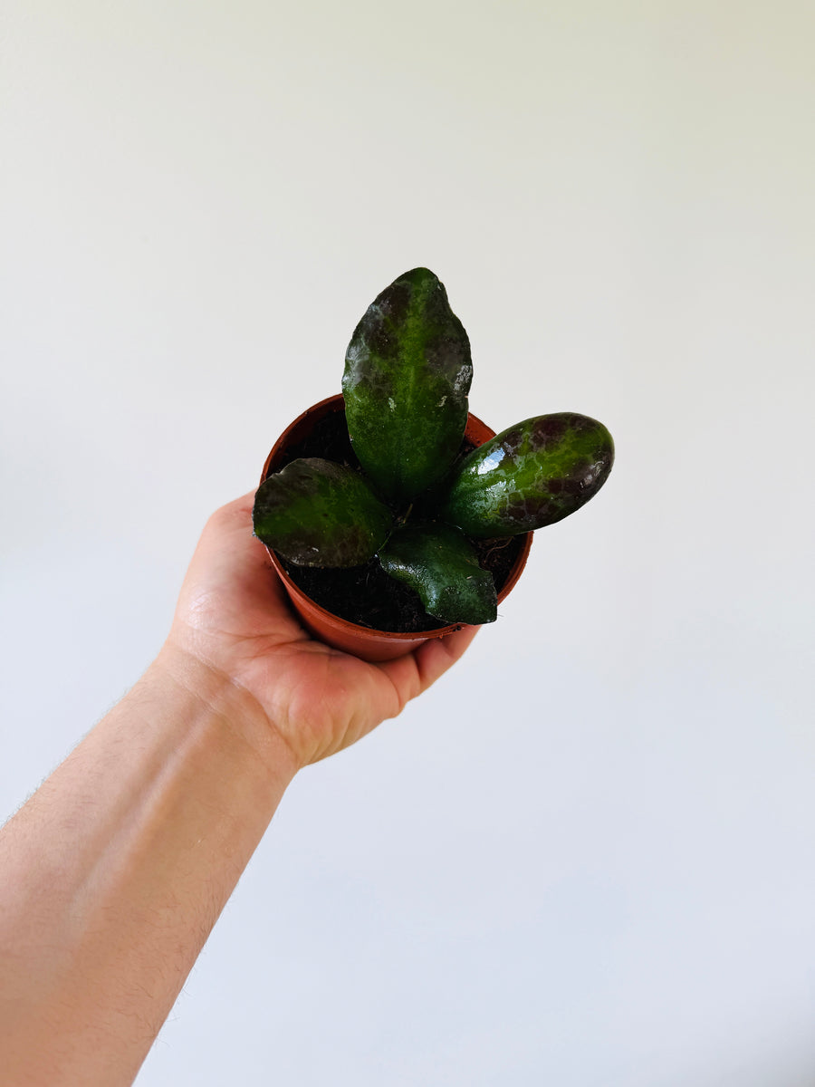 Hoya Waymaniae ‘Malaysia’ - 4