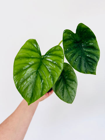 Alocasia Lukiwan - 4