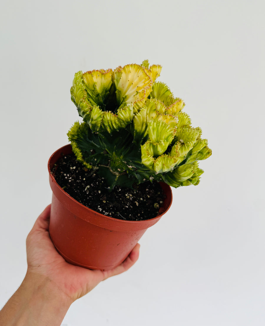 Euphorbia Cristata 'Aurea' - Lemon Coral Cactus - 6