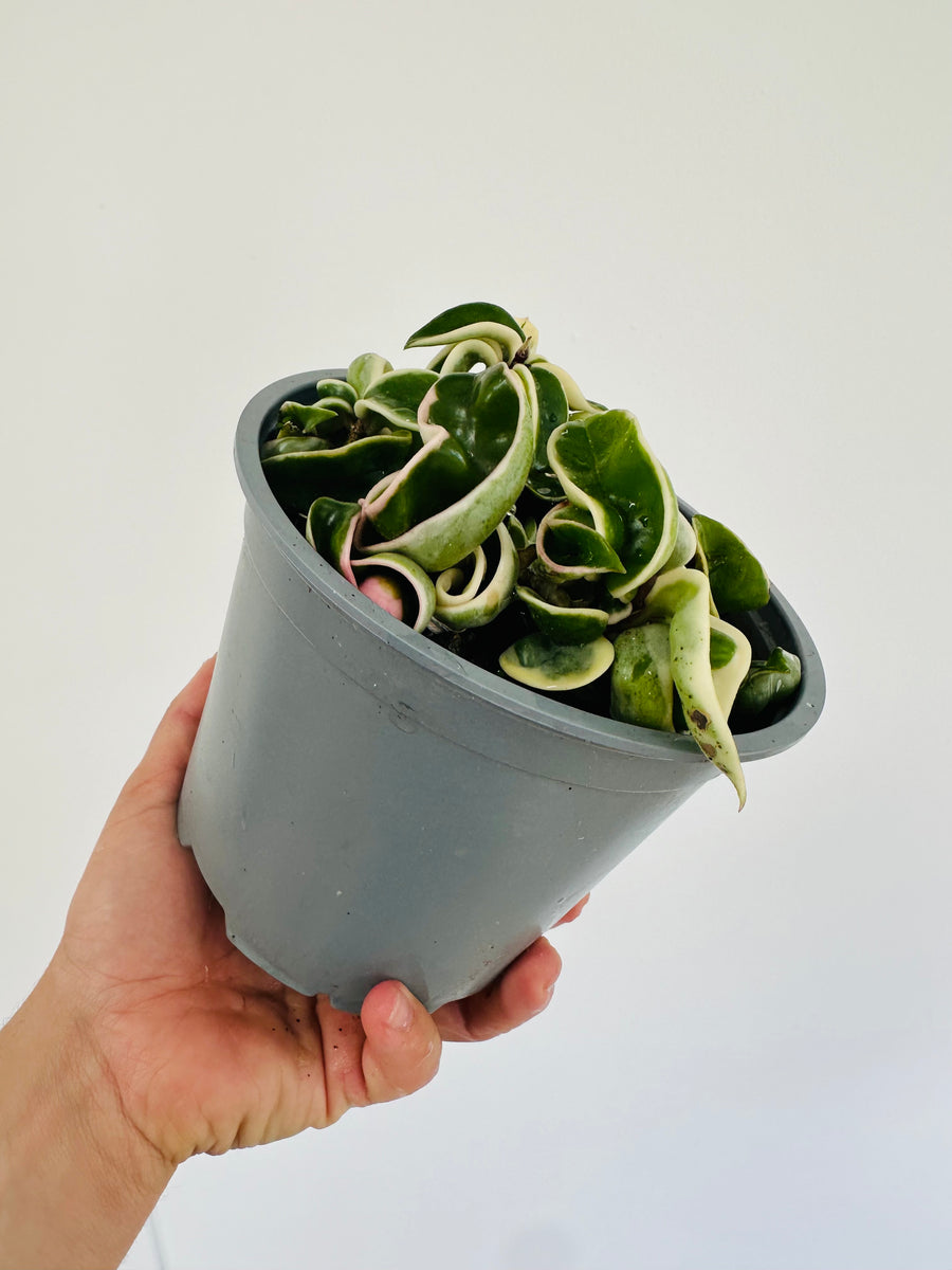 Hoya Compacta ‘Outer Variegated’ - 6