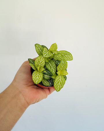 Fittonia Jolly Lemon - 3” Pot