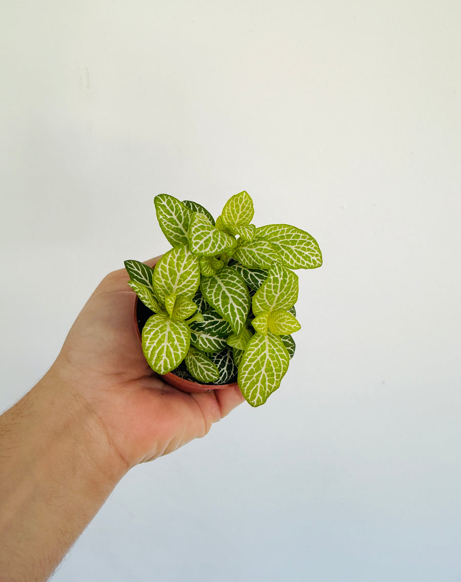 Fittonia Jolly Lemon - 3” Pot