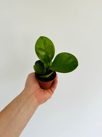 Hoya Australis - Starter Plant - 3