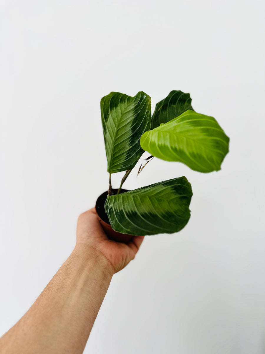 Maranta Leuconeura 'Silver Band'- Silver Band Prayer Plant - 3