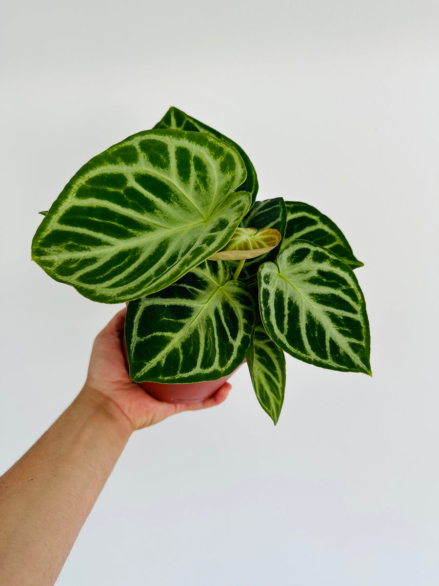 Anthurium Silver Blush - Very Large - 5” Pot