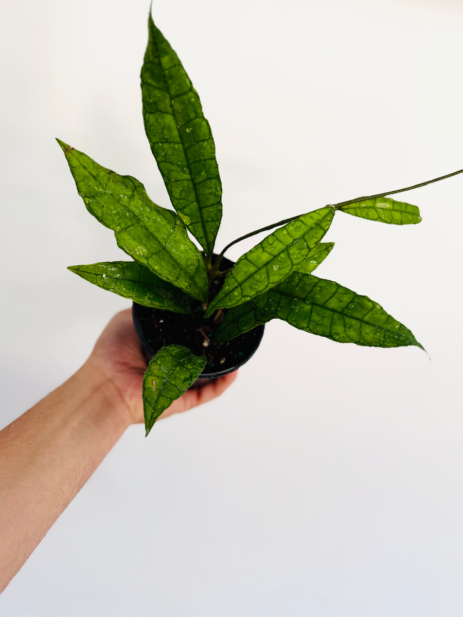 Hoya Finlaysonii 'Long Leaf' - 4