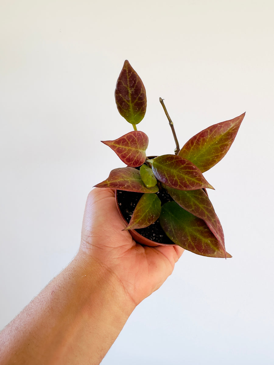 Hoya Sunrise Thailand Form - Sunstressed Red - 3” Pot