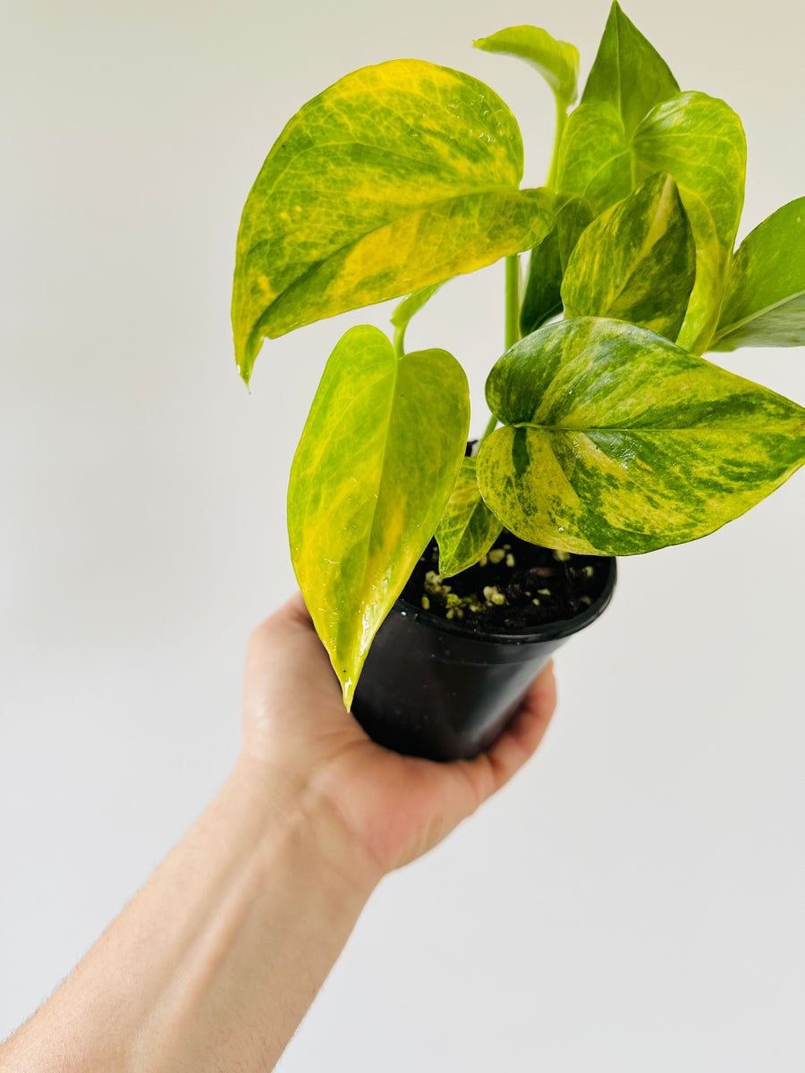 Pothos Robin - Terunoworld Pothos - Japanese Pothos - 4” Pot - LIMIT: One Per Customer