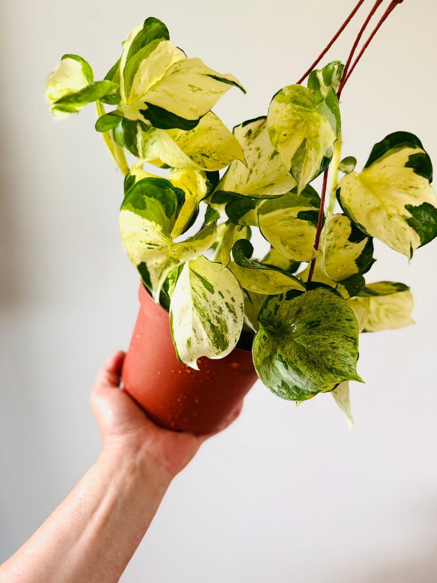 where to buy manjula pothos Pothos Manjula