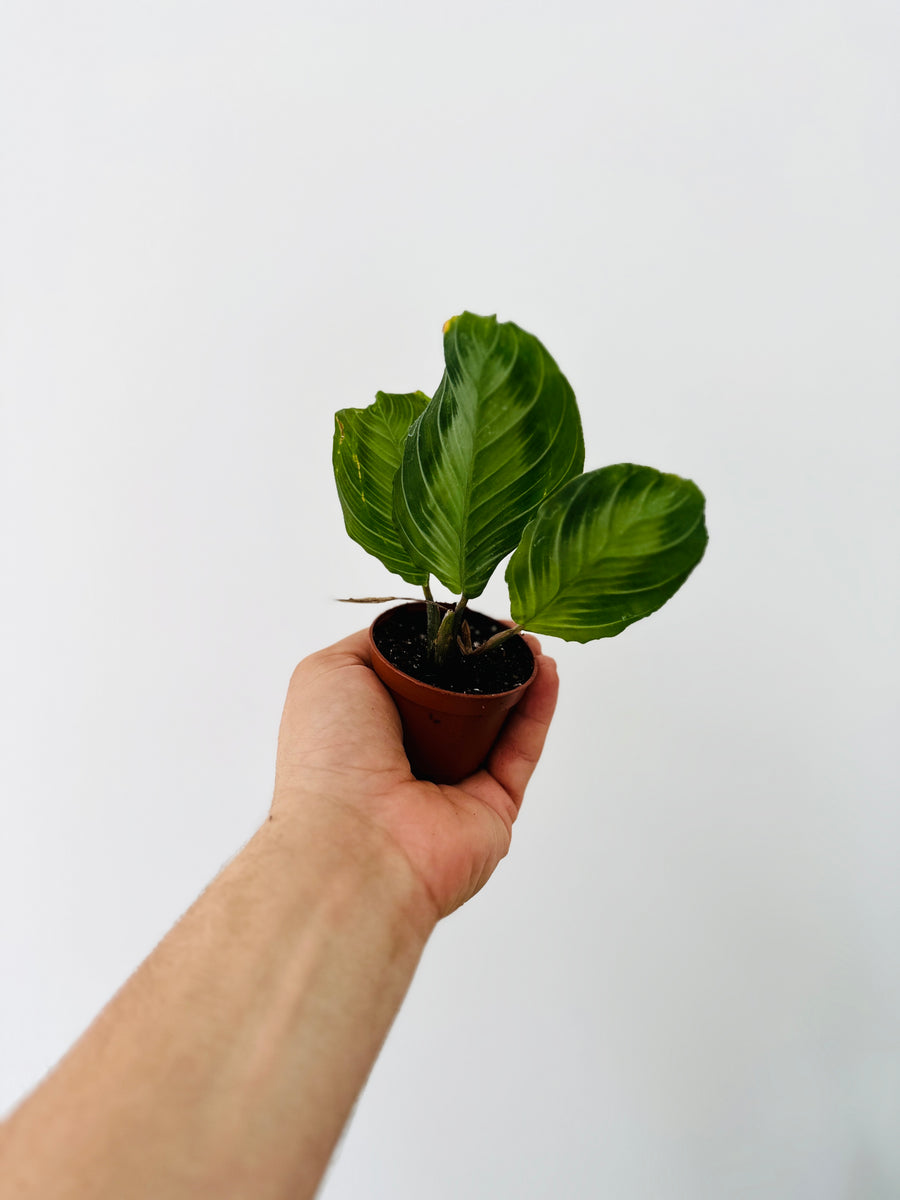 Maranta Leuconeura 'Silver Band'- Silver Band Prayer Plant - 2