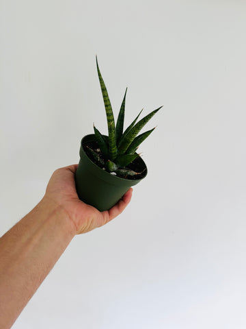 Sansevieria Starshooter - 4