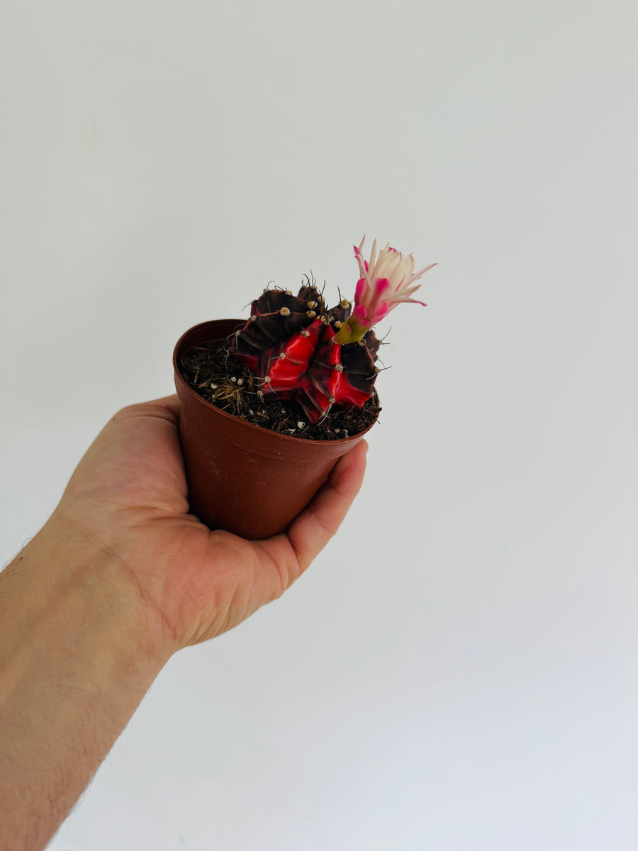 Colorball Cactus - Gymnocalycium Mihanovichii Variegated - 2” Pot