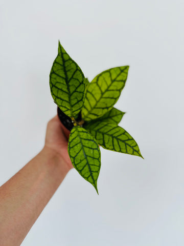 Hoya Kalimantan UT-158 - 4” Pot