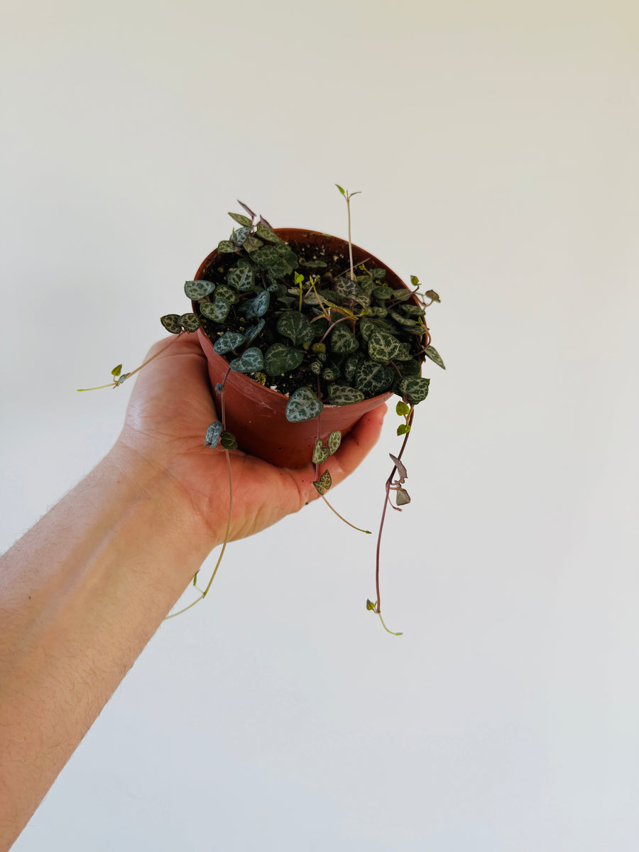 String of Hearts - Dark Form - 4