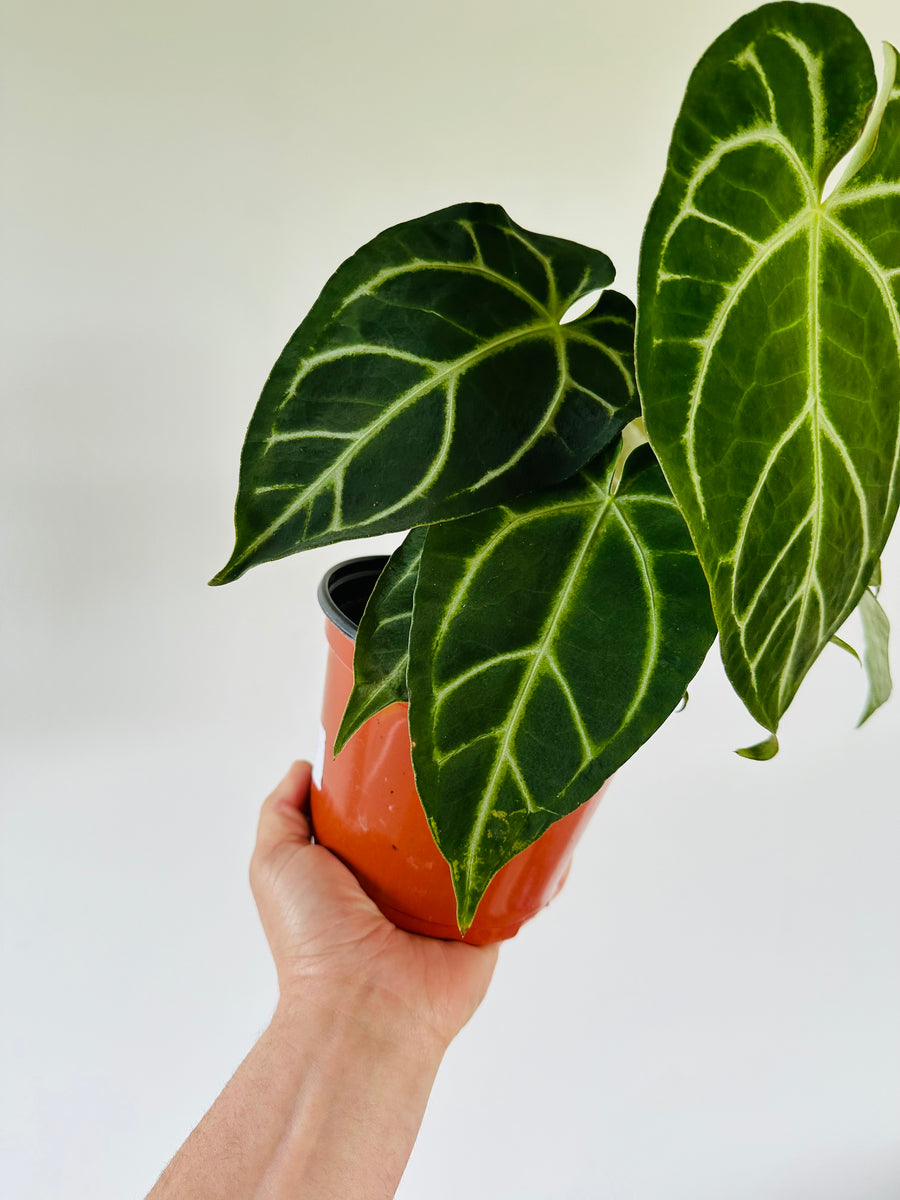 Anthurium Clarinervium x Papillilaminum - Hybrid Anthurium - 6