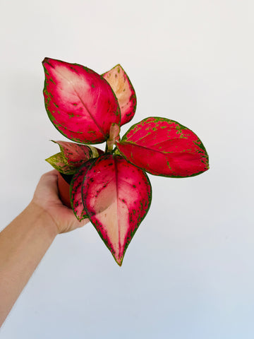 Aglaonema Red Emperor - 4