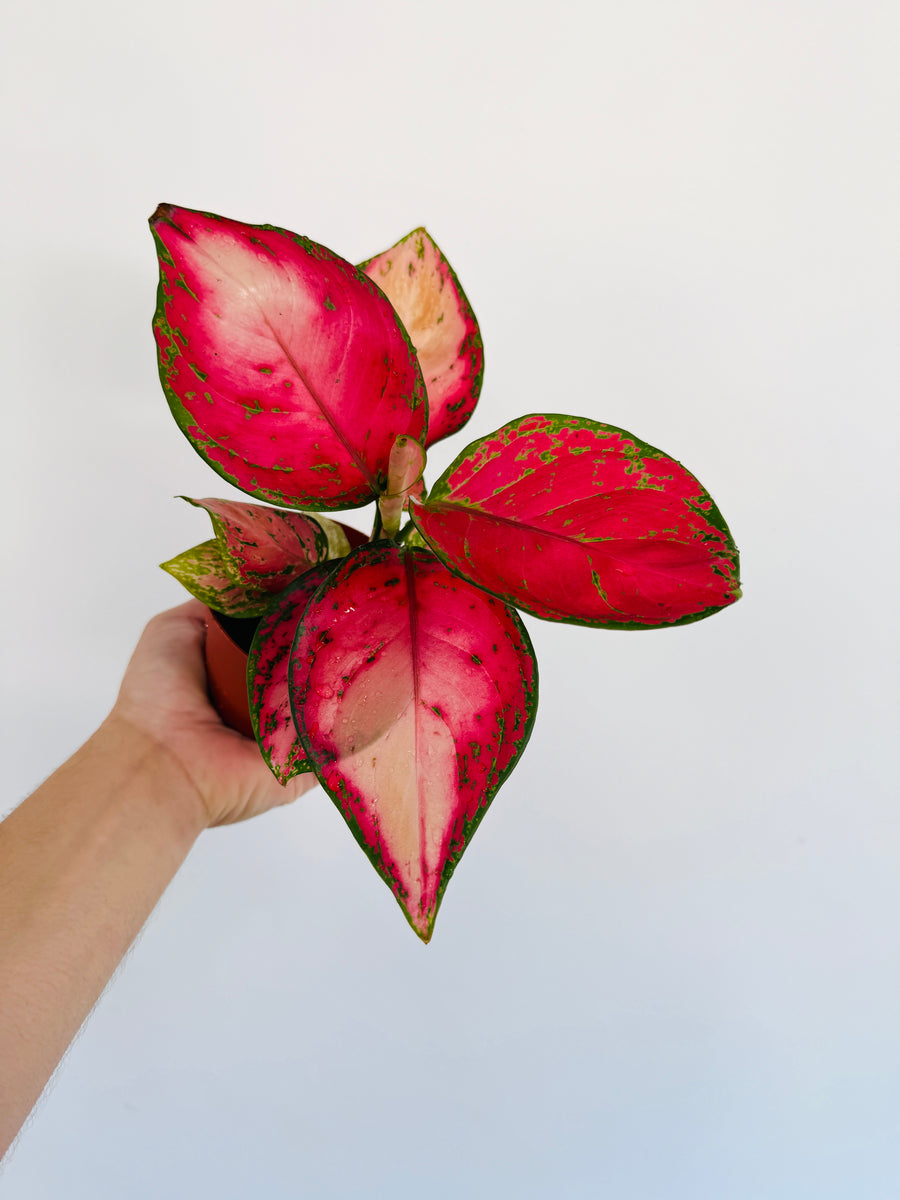 Aglaonema Red Emperor - 4