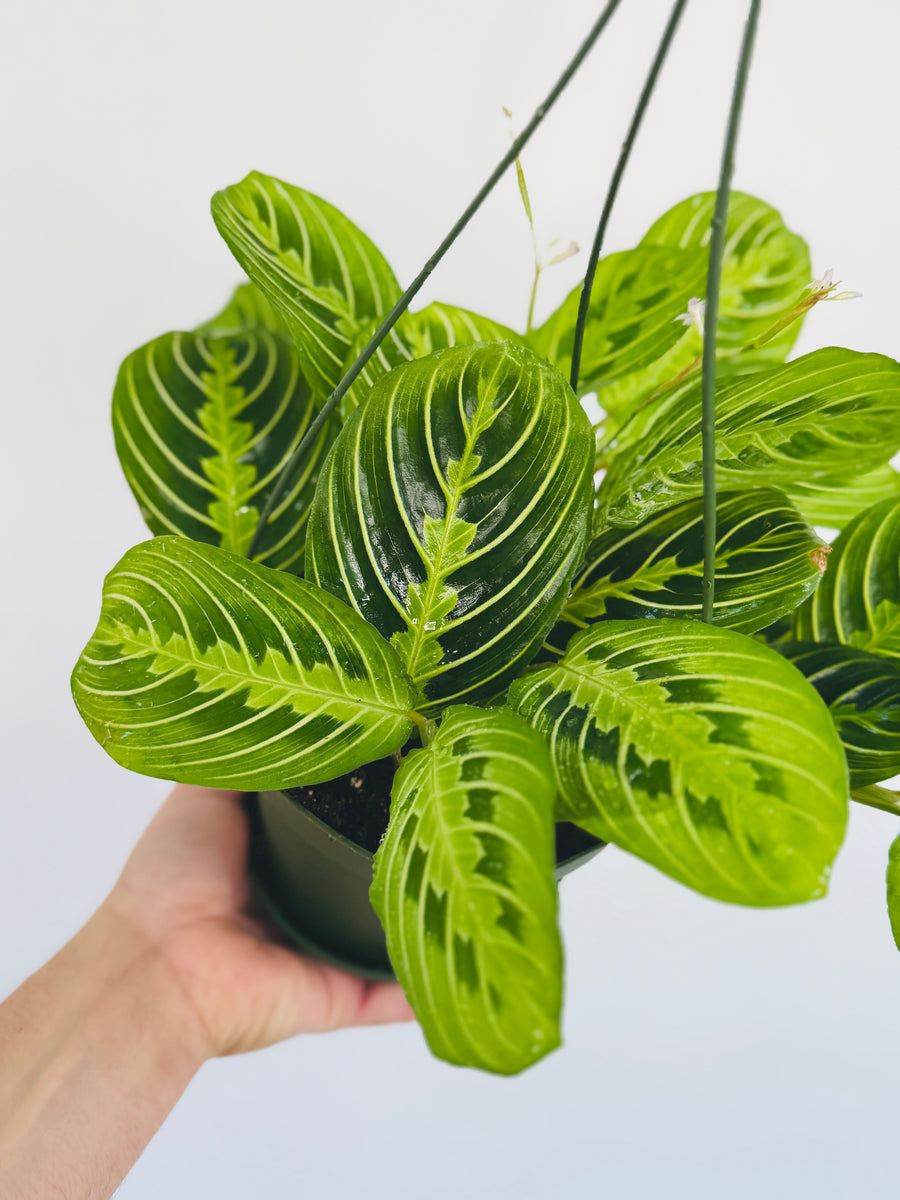 Maranta Lemon - Lemon Lime Prayer Plant - Hanging Basket - 6