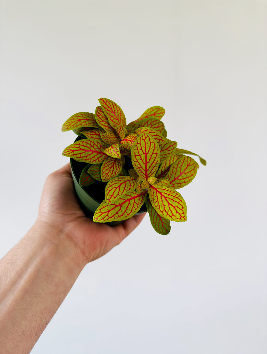 Fittonia sp. Yellow Skeleton- 4