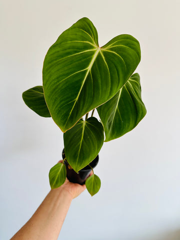 Philodendron Gloriosum 'Pink' - Rare Aroid - 4