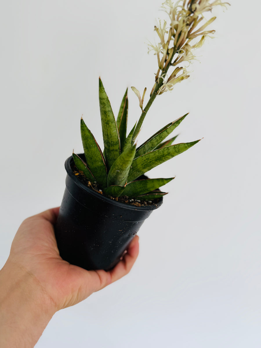 Sansevieria Rockman - 4